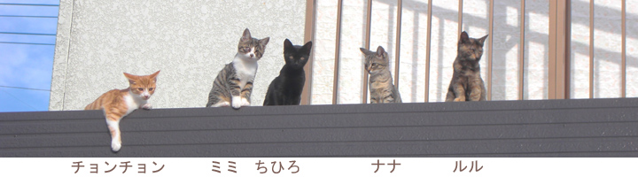 子猫の兄弟ベランダ勢揃い200911